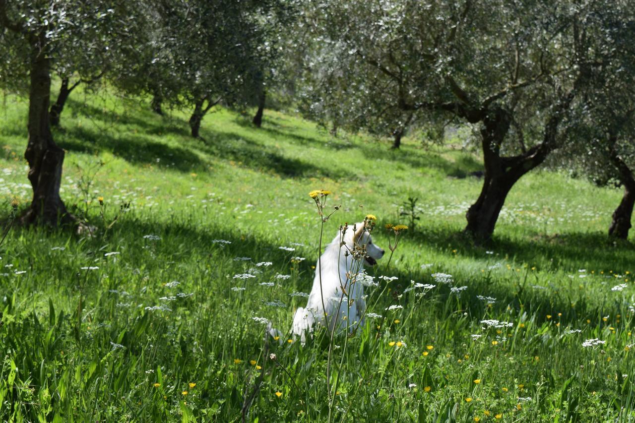 Valfabbrica Agriturismo Terra Selvatica المظهر الخارجي الصورة